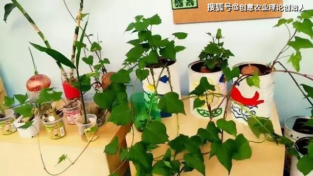 创意农业头条推荐丨苏州尔家幼教集团万枫幼儿园自然角快乐种植活动