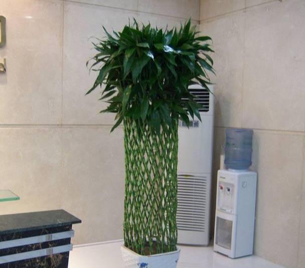 客厅最旺家的绿植大盆 4571d0ddcb834c34af2a3be24f85eda0.jpeg