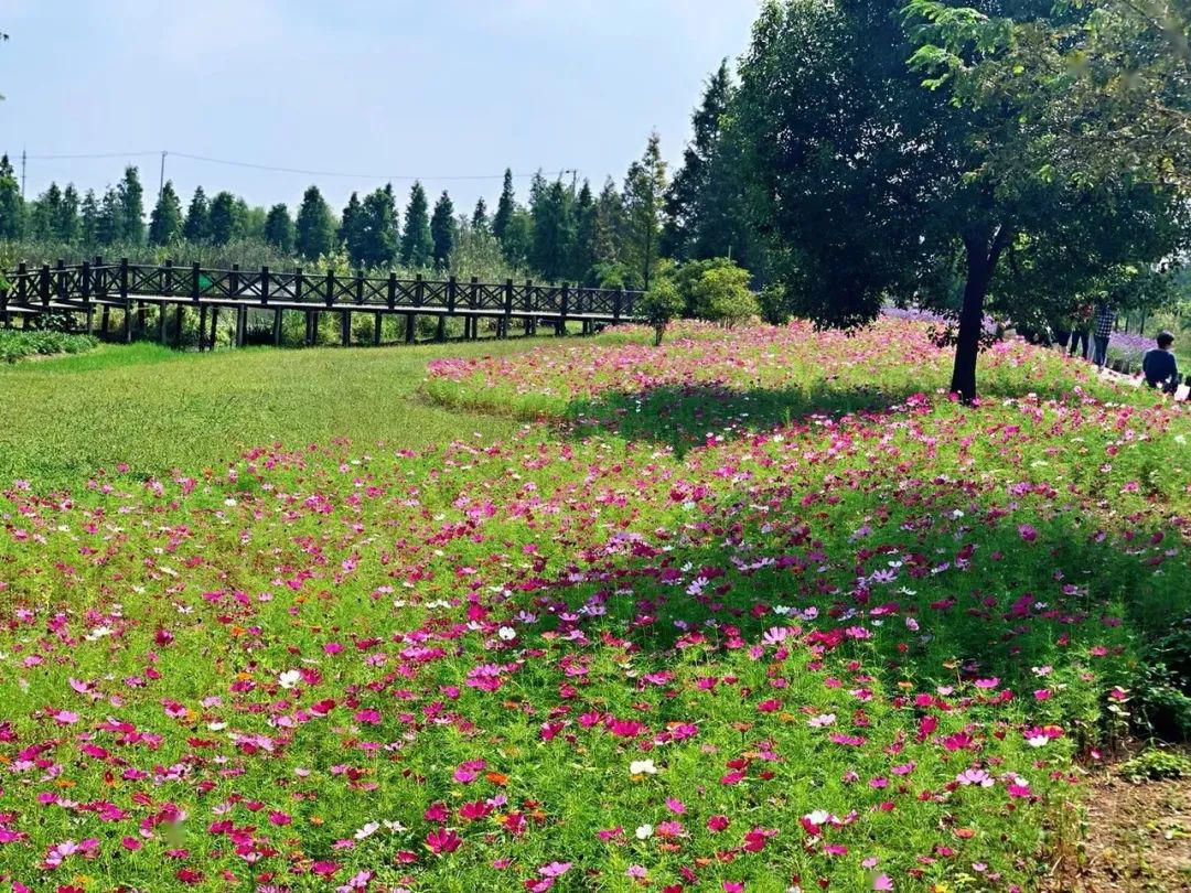 打卡了,"百花栈道"现初夏美景