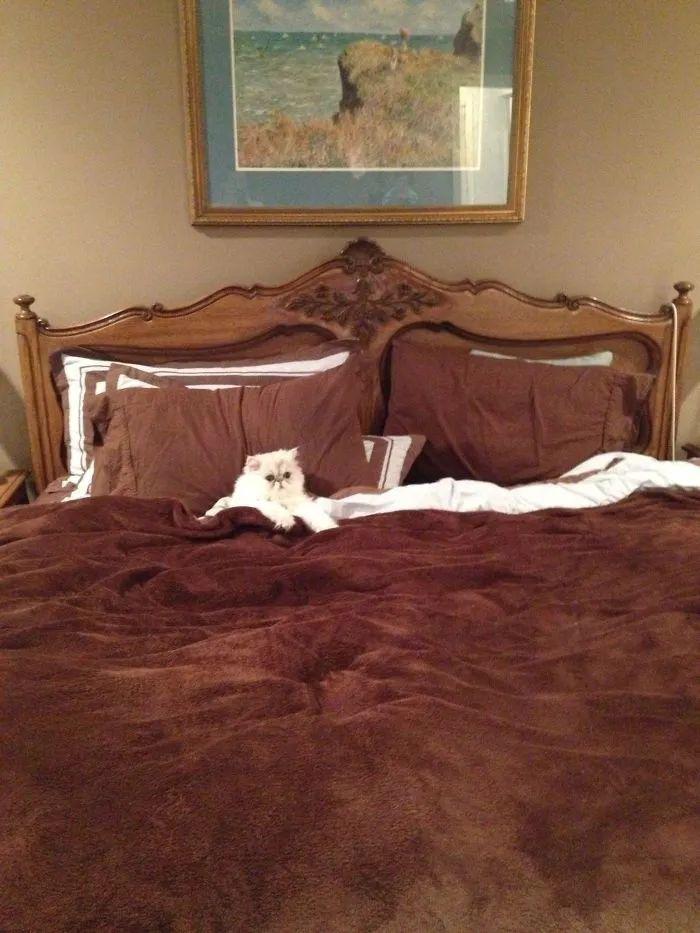 “恬不知耻的坏猫，快把我的床还给我！”