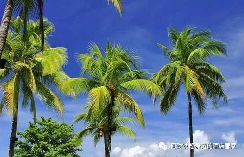 树大根什么成语_成语故事简笔画