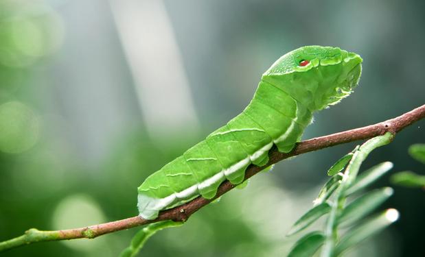 人家叫你猪儿虫是啥意思,你是一条猪儿虫