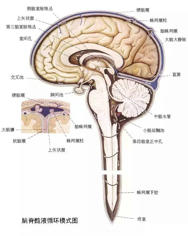 断层解剖只是截面投影,锻炼良好的空间想象力比死记硬背断层解剖结构