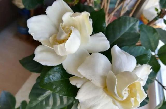 如何修剪栀子花残花 5c40a67fba3344afa93fe6bf222580a7.jpeg