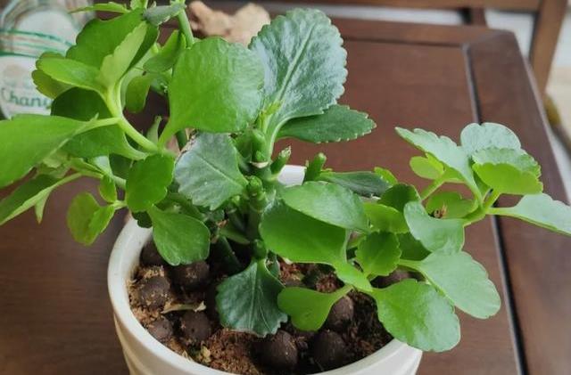 怎么养花叶子才不会枯黄 5df0b93e467540deb4788788532b72e4.jpeg