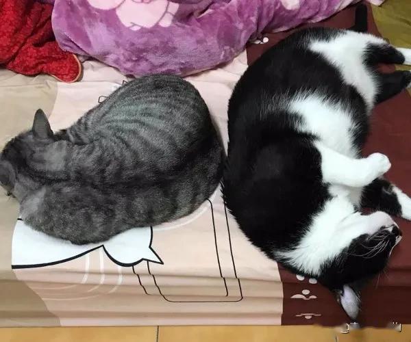 猫爱吃面粉 613bd79626ec47f080a246fd0318c0b4.jpeg