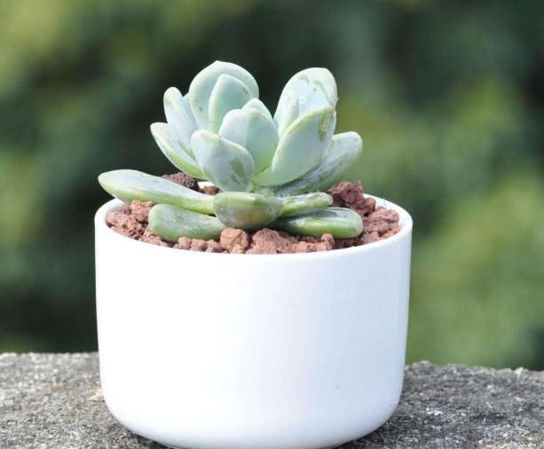 多肉怎样移盆才能活 630cba66f3d34da58ff46614e93cdc12.jpeg