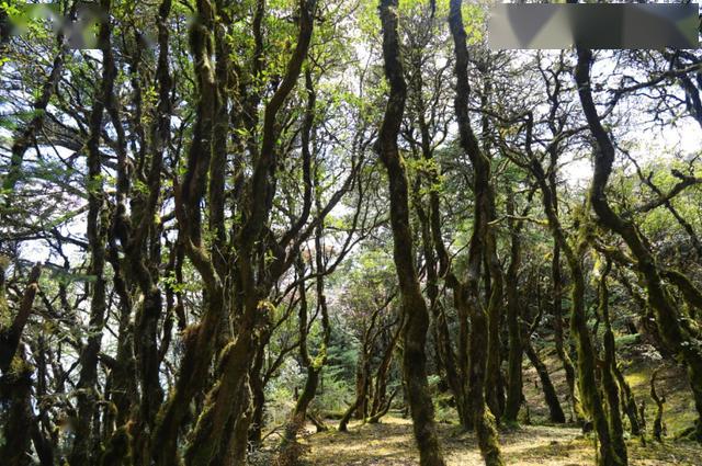 树生活是什么品牌 6792b662ae8d42ba9e15dc1351bad209.jpeg