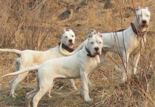 原创威猛高冷的杜高犬,被称为猎犬之王,为什么也是优秀的护卫犬?