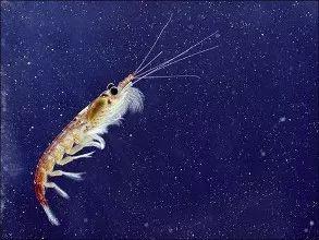 克星这才是“动脉硬化”的克星！中老年人看完很受益有虾不吃鱼真有道理