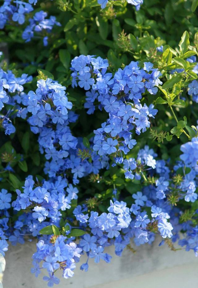 原创炎炎夏天养蓝色花将大家带入冰雪世界心情舒畅赏花更美