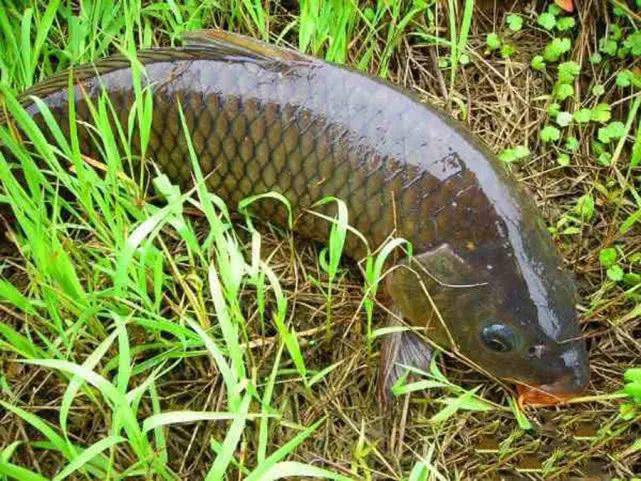 从钓获这条金鳞红尾的野生鲤鱼谈谈我钓鲤鱼的经验重点在窝料