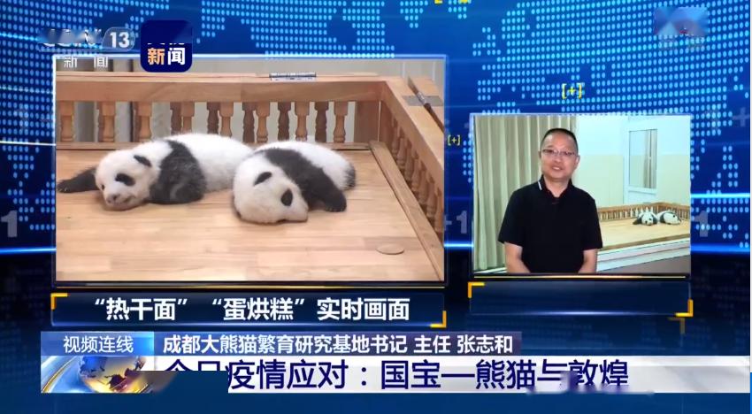 已有老虎、狮子感染新冠，我们的大熊猫安全吗？成都大熊猫繁育研究基地回应