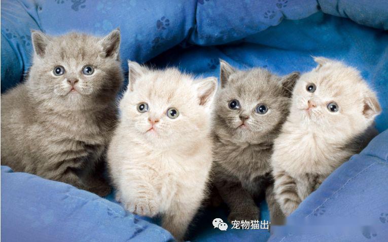 深圳宠物猫价格|深圳宠物猫多少钱|宠物猫图.-猫咪卖