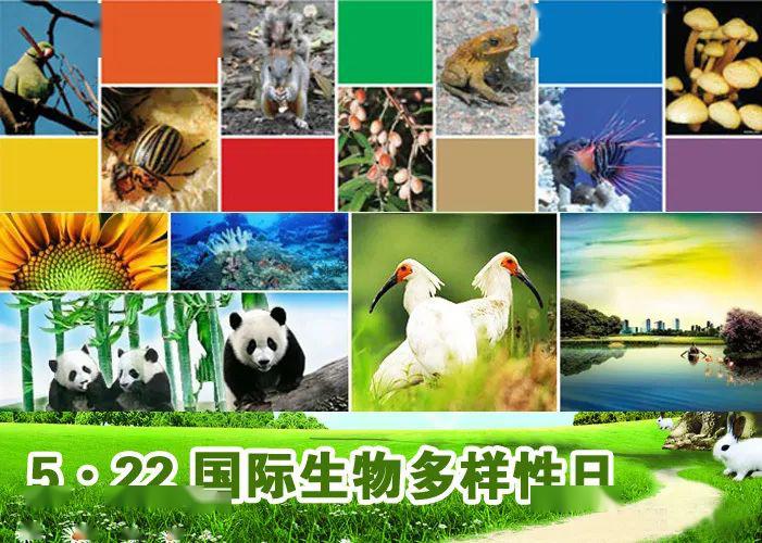 营造生命绿洲保护多样生物羊山外国语小学522国际生物多样性日科普