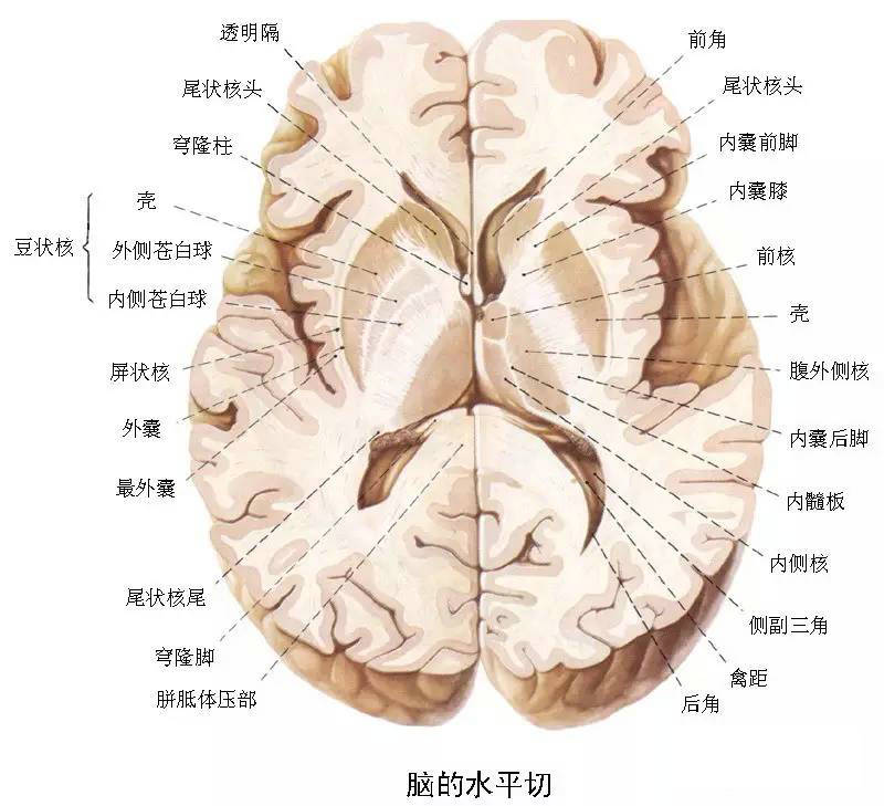 神经系统高清彩色解剖图建议转发再收藏