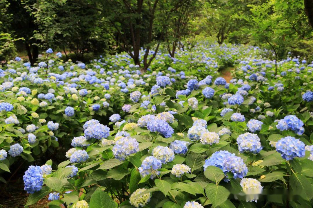 湖南规模最大,花色最全的绣球花展,梦幻来袭