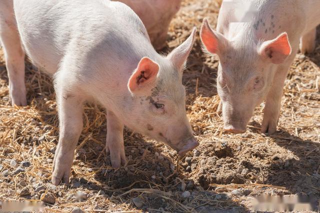 采用基因编辑技术 中国农科院全球首例抗三种重大疫病猪