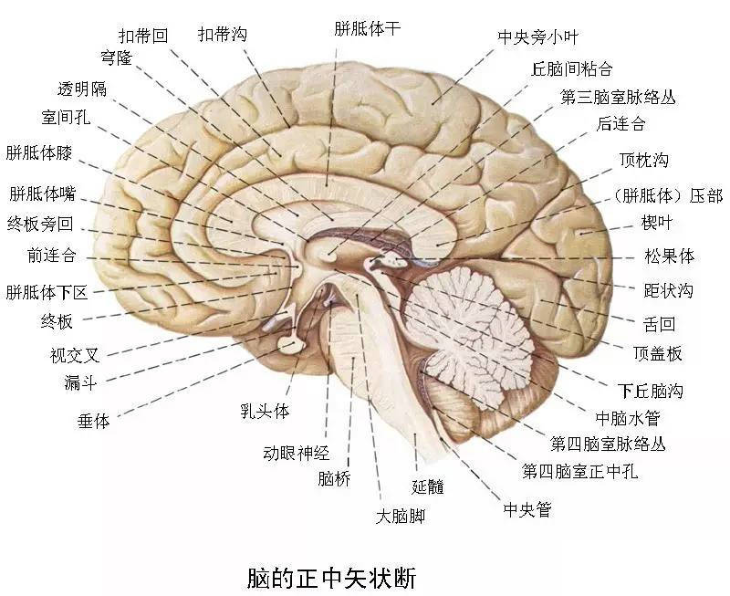 神经系统高清彩色解剖图建议转发再收藏