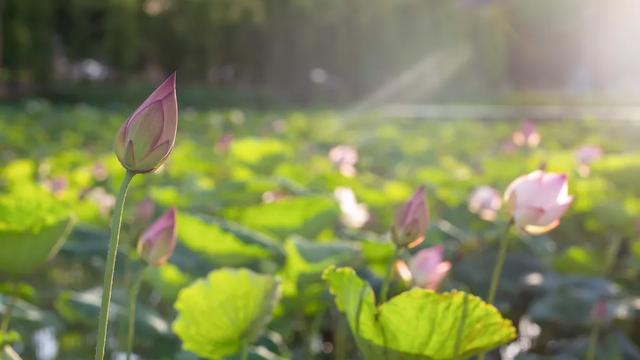 [大学]最火！专插本最热门的大学！超级棒的大学
