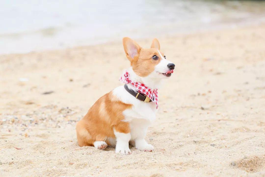 柯基犬有两种,一种是彭布罗克威尔士柯基,还有一种是._女王