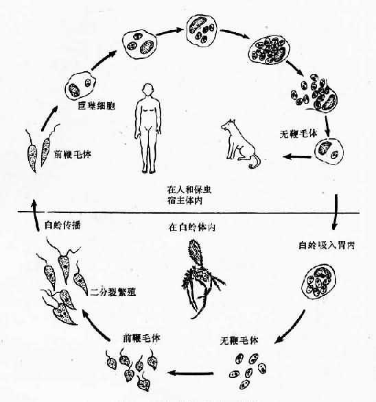 简述引起黑热病痢疾昏睡病疟疾的原生动物特征和它们的侵染途径