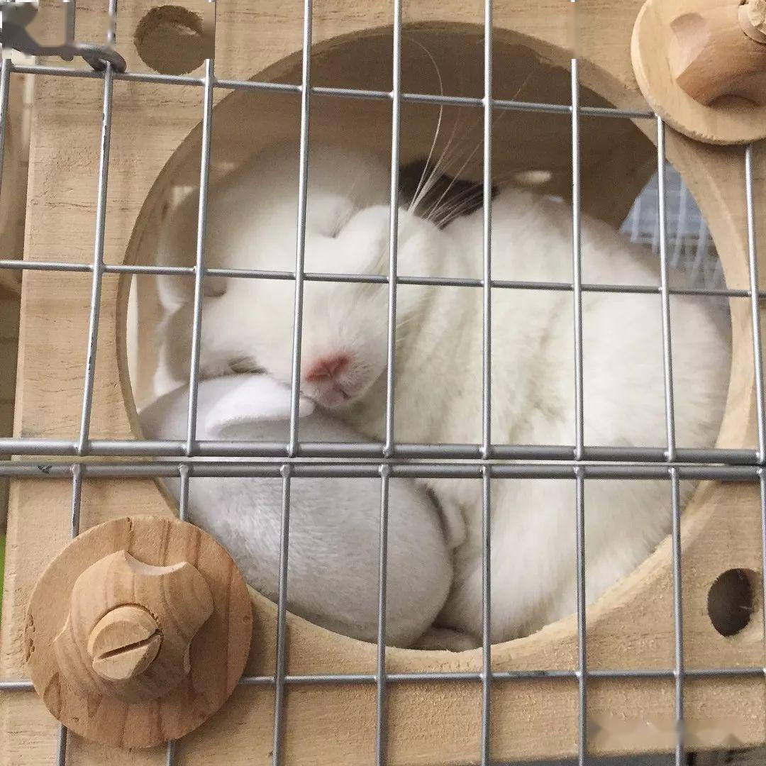 为龙猫挑选一个合适的窝，很重要！_搜狐网