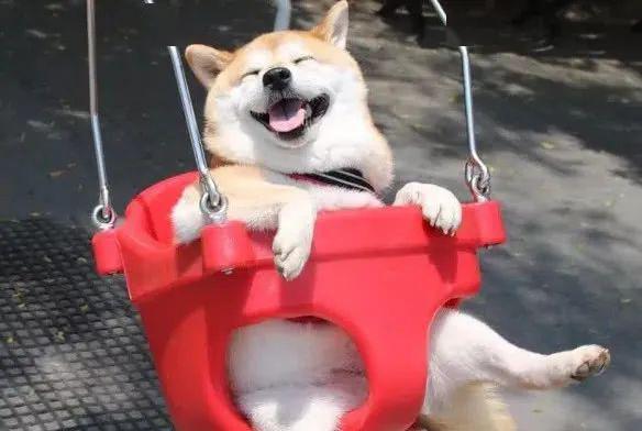 狗狗怎么养不长大 9fdc25ad80ec41eeb5e5f46b6bf86206.jpeg