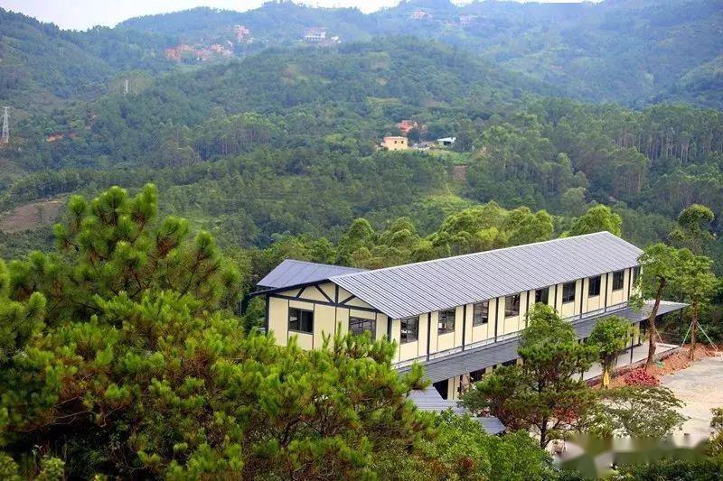 本周五全国人大代表走进鹤山融媒直播间带你上茶山品靓茶