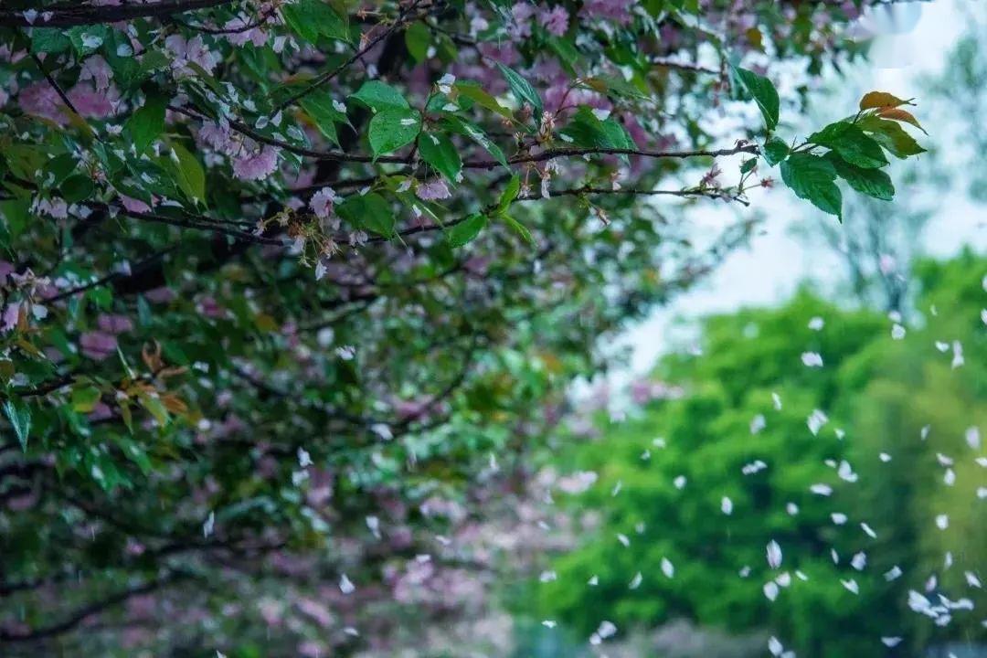 朗诵：最美人间五月情