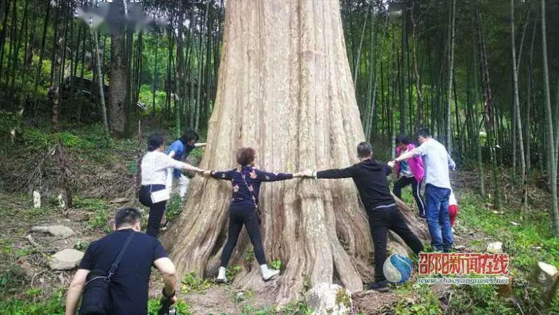 邵阳这棵千年痒痒树估计是国内最大紫薇王