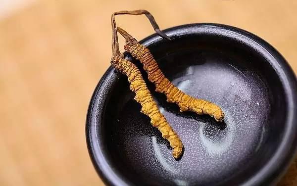 酒借药势药借酒力新鲜冬虫夏草泡酒可治多种疾病