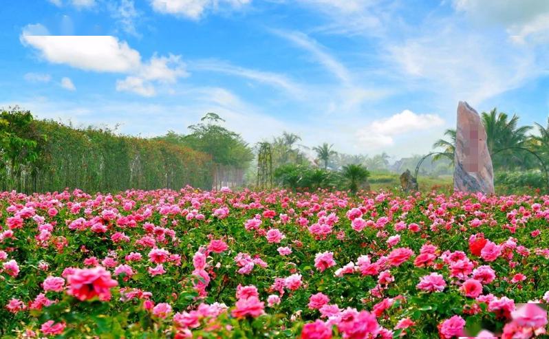 【桂林花海】哇!惊艳!桂林首座7d花海玻璃天空之镜5月