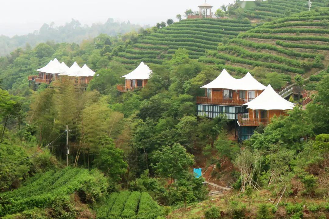 黄汤非遗体验馆,帐篷酒店,观光木栈道,平阳县朝阳山茶旅新项目陆续