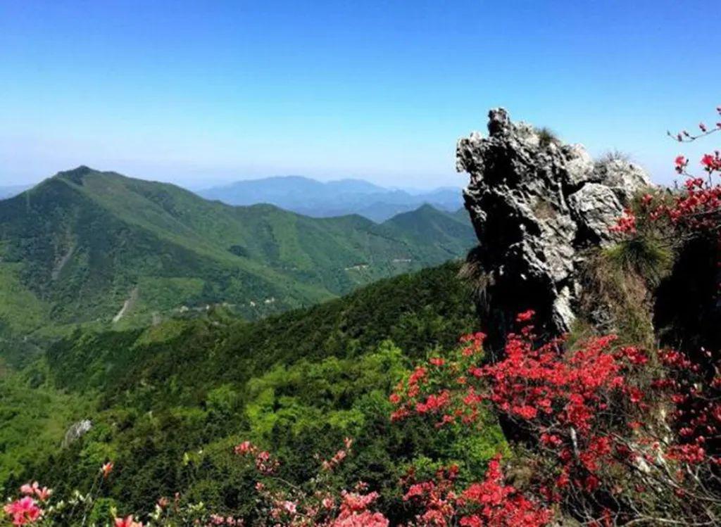 泾县黄子山百亩杜鹃花登山一日游