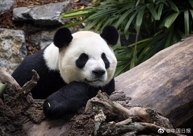 旅加大熊猫将提前归国 正在申请办理熊猫的回国手续