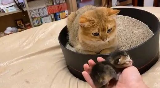 如何养猫猫视频 c4980200e04d432b8c97969c78a51ab6.jpeg