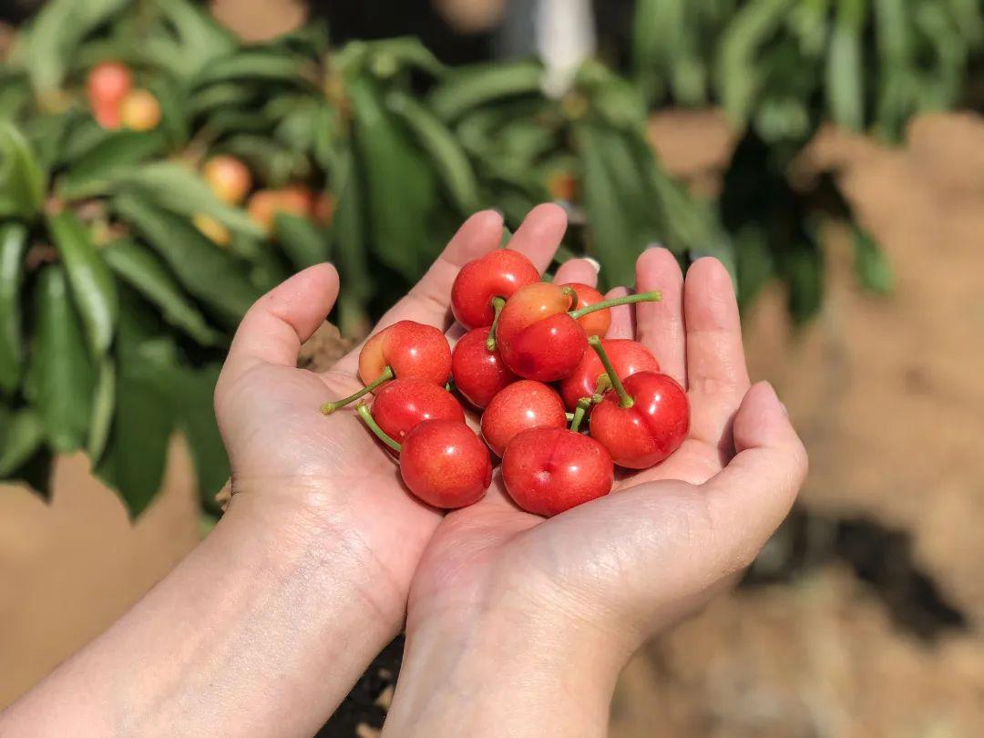 樱桃琥珀哪里播 c9f72fc1eaef4982a6f5772ebee21fb9.jpeg