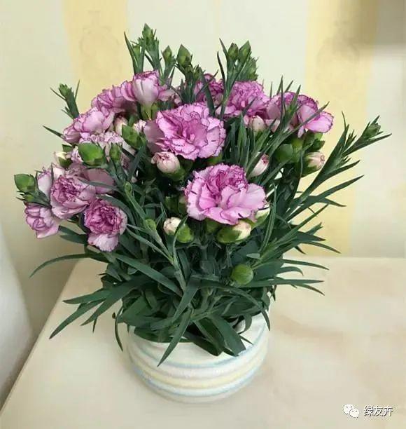 盆栽花卉养护注意事项 cd1d6b0c16ff4e42bd7e4d4daaaaff64.jpeg