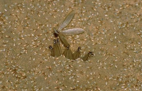 原创雨后巨量爆发的飞蚁,凭最强繁殖力苟了2亿年却沦为了"优质蛋白