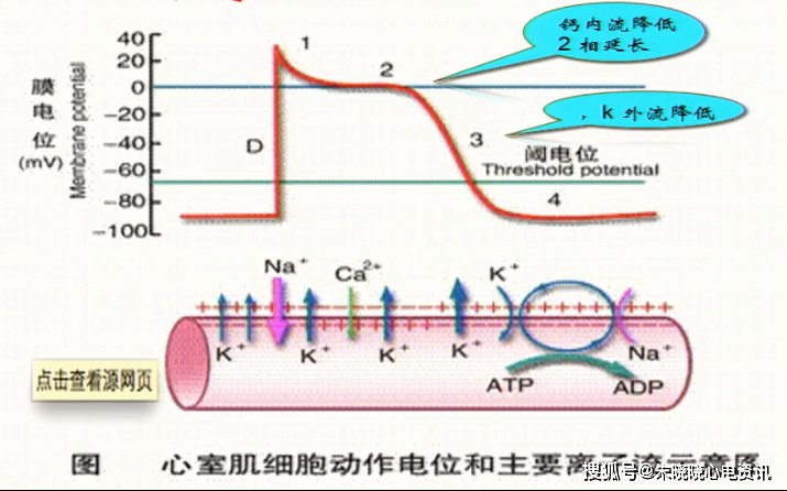 动作电位2相,动作电位时长,有效不应期延长; ·  轻度降低浦肯野纤维
