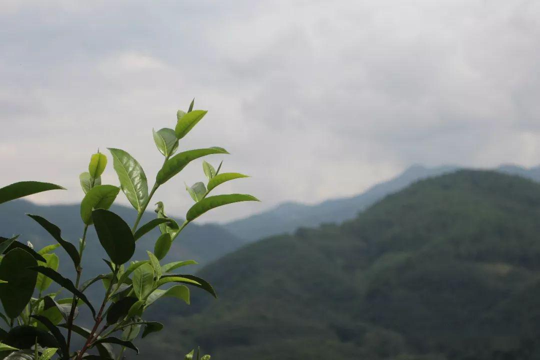 忙麓山——云南省海拔最低的古茶园,平均海拔只有750米,茶却是出奇的