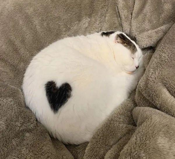 在家怎么给猫咪洗屁股 db829eb4626141218fa124ab6373587f.jpeg