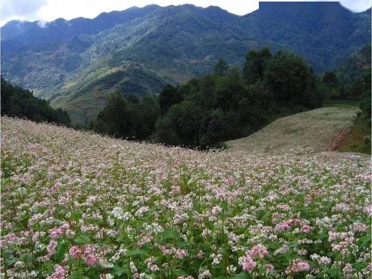 调理三高:苦荞中含有槲皮素,芦丁,植物固醇,亚油酸以及多种微量元素