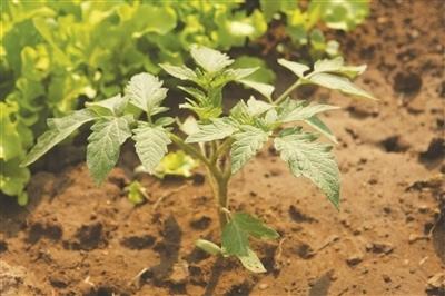 大部分地区夏番茄生长结果期正处于雨季,所以首先要选择地势高燥,排水