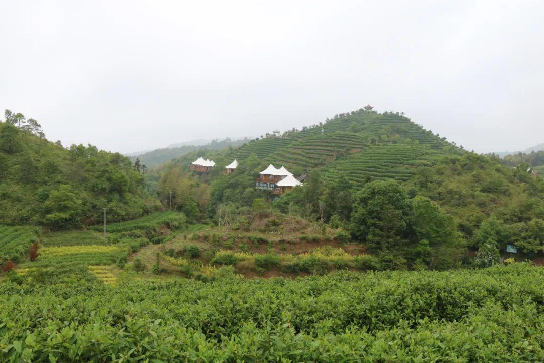 黄汤非遗体验馆,帐篷酒店,观光木栈道,平阳县朝阳山茶旅新项目陆续