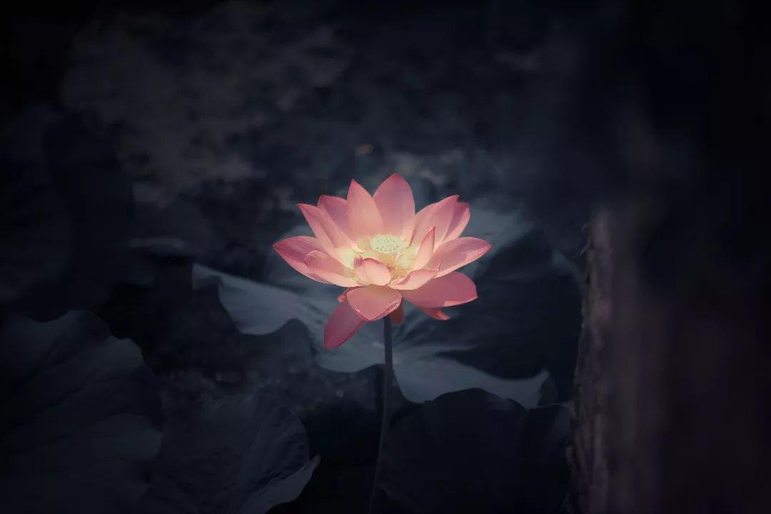 佛说在这五相上思维,可以止息妄心,迅速开悟