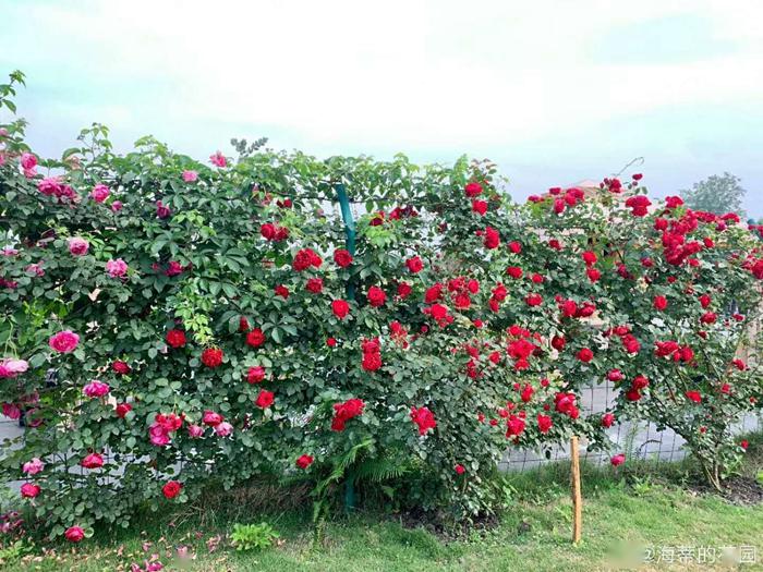 爬墙月季花怎么很多刺 f4fbadcc1dd644c9a97513f07d2e7a53.jpeg