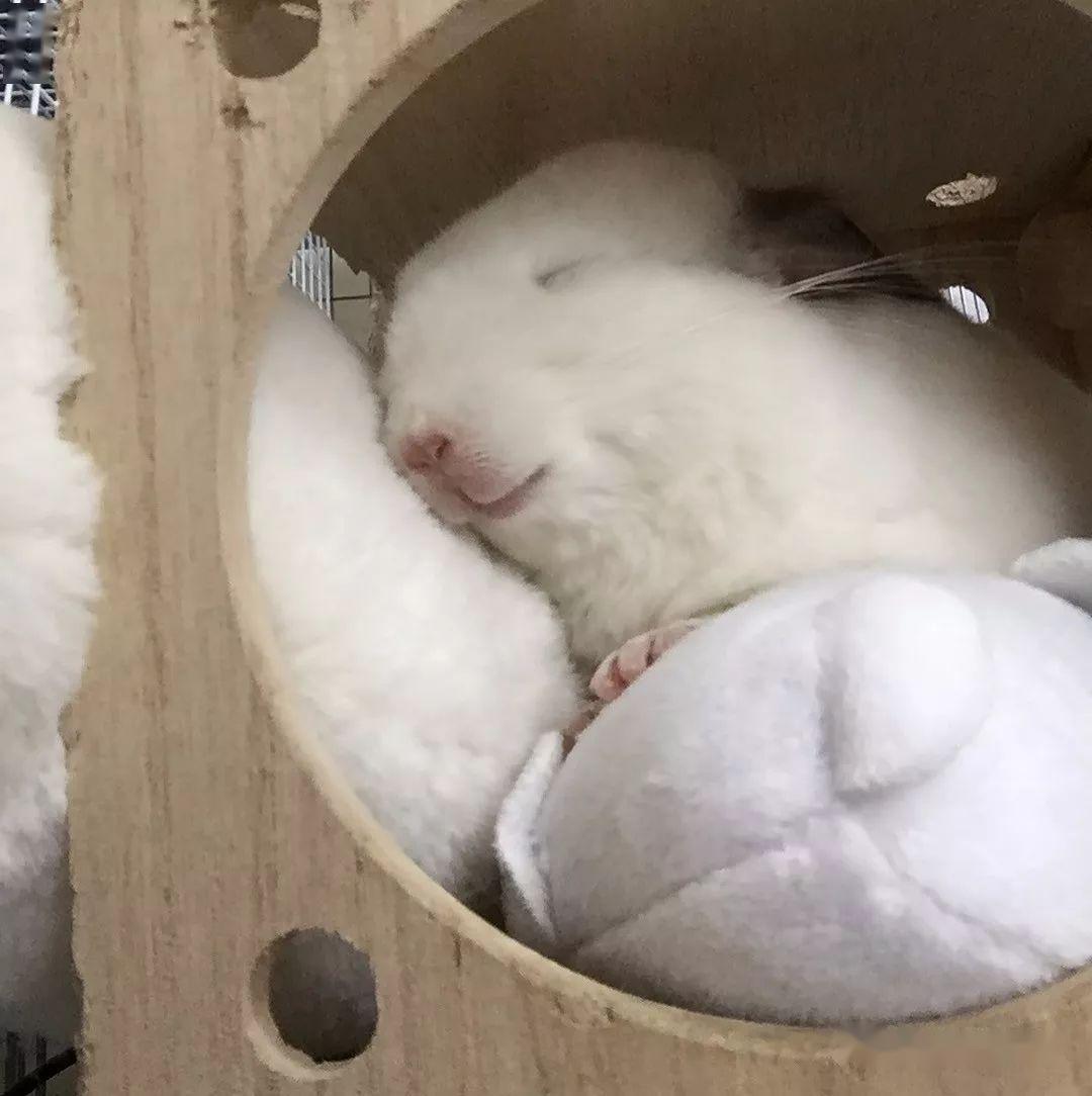 为龙猫挑选一个合适的窝，很重要！_搜狐网