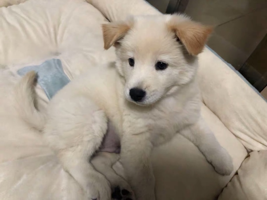 狗狗怎么补钙效果最好 0022064942f84b5aa56b9332750a5fa1.jpeg